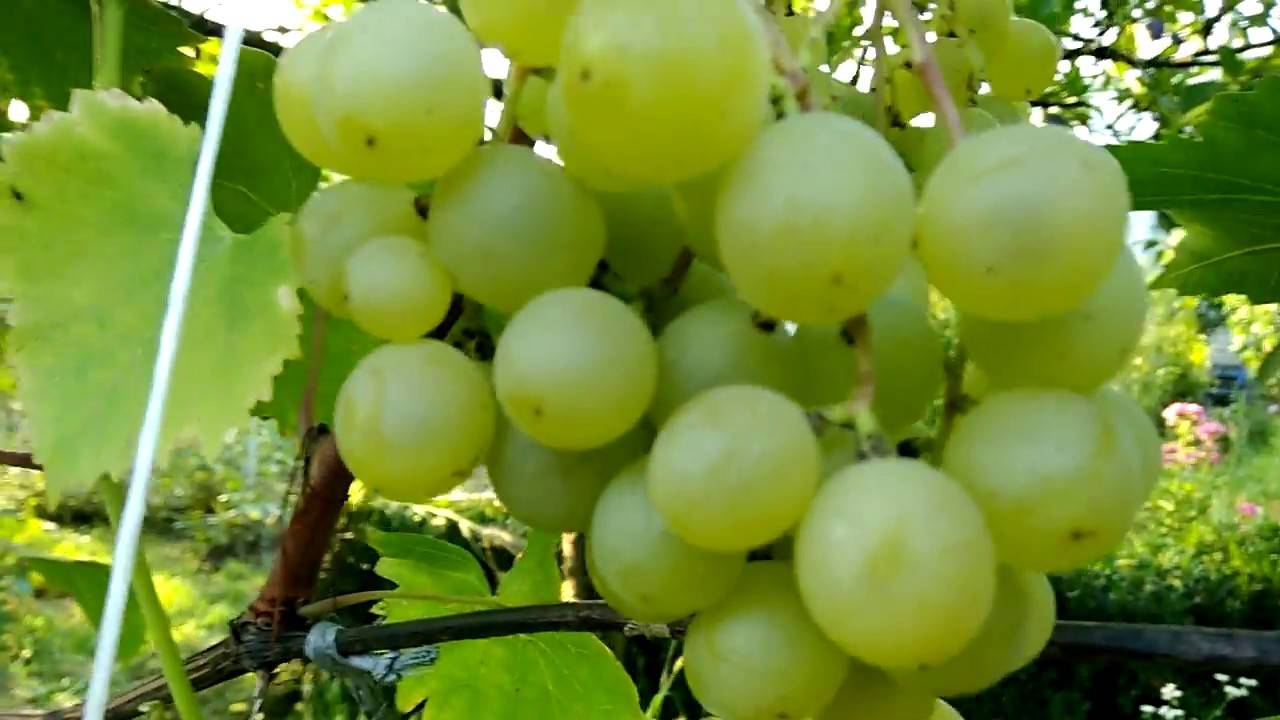Виноград "галбена ноу": описание и характеристика сорта, преимущества и недостатки, отзывы