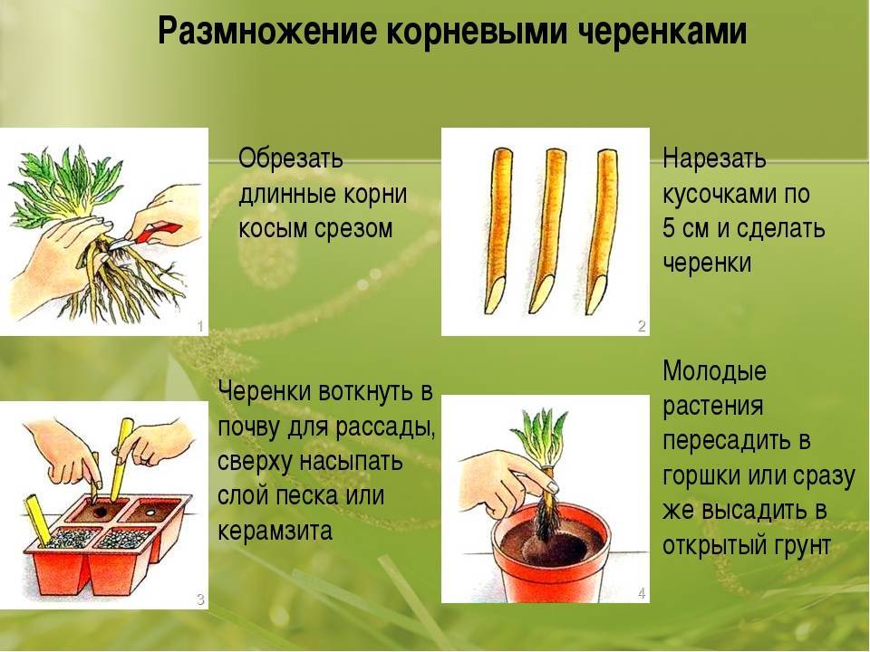 Цикорий обыкновенный: как выглядит растение, лечебные свойства корня, травы, противопоказания, применение, фото