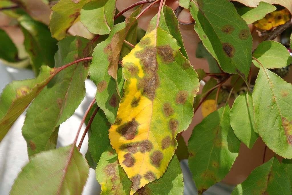 Почему желтеют листья у яблони: причины, что делать и чем лечить