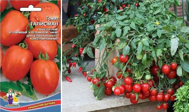 Ампельные томаты: сорта, особенности выращивания, борьба с болезнями