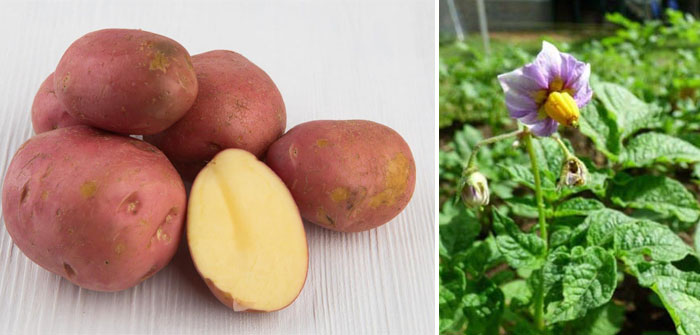 Сорт картофеля манифест: фото, отзывы, описание, характеристики.
