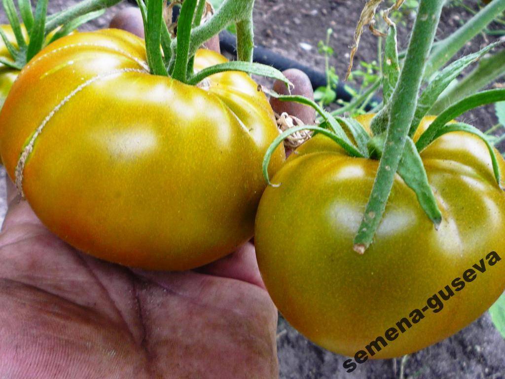 Описание американского томата чероки грин золотой и выращивание рассадным способом