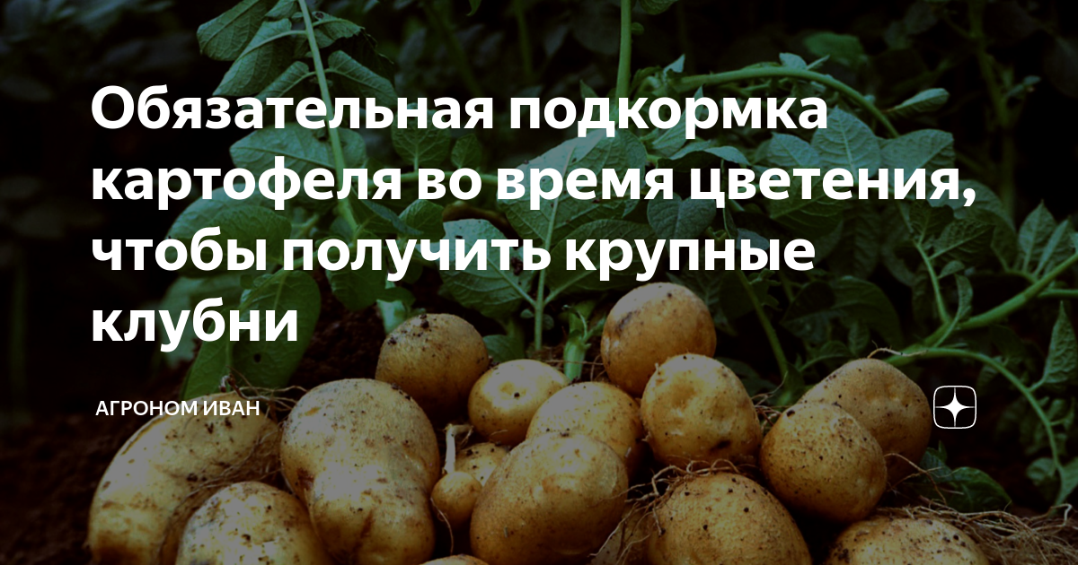 Почему картошка мелкая, или чего не хватило картофелю? выбор сортов, посадка, уход. фото — ботаничка