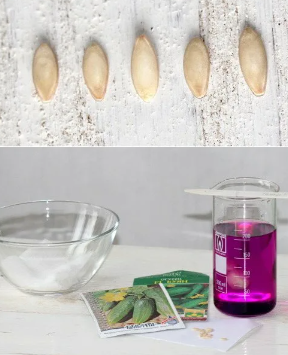 Подготовка семян огурцов к посеву: как обработать и в чем замочить для лучшей всхожести