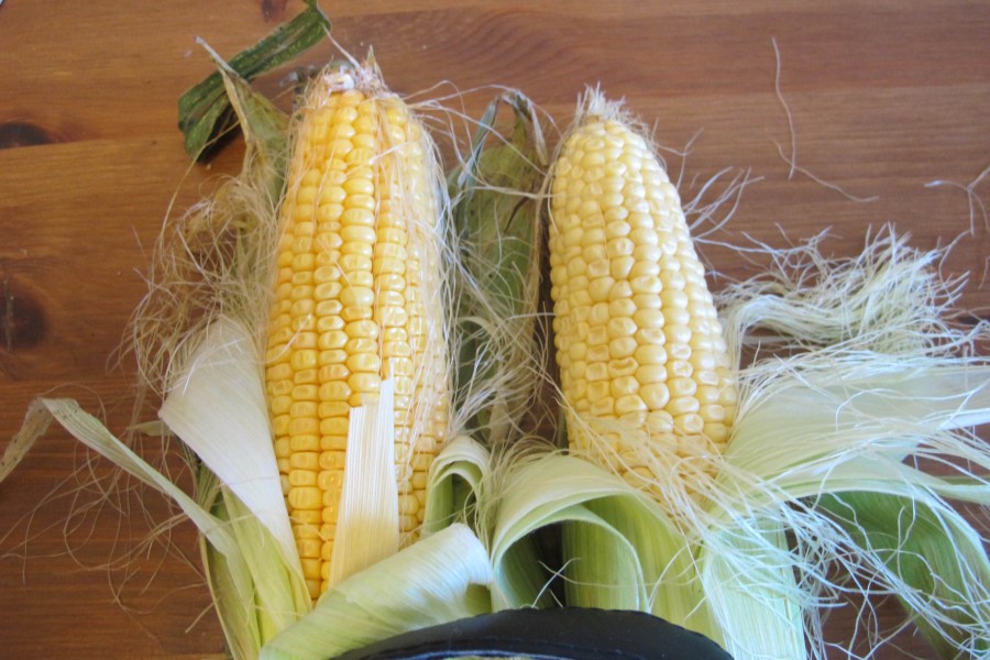 Сорта кукурузы – особенности, различия