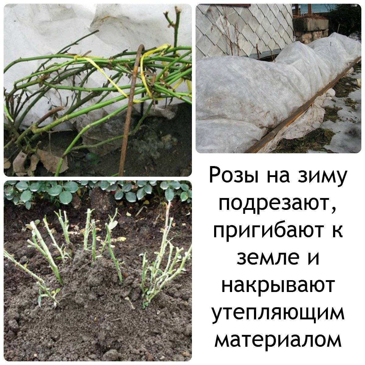 Выращивание аквилегии (водосбора) в открытом грунте: как правильно посадить цветок, уход после цветения, когда пересаживать осенью