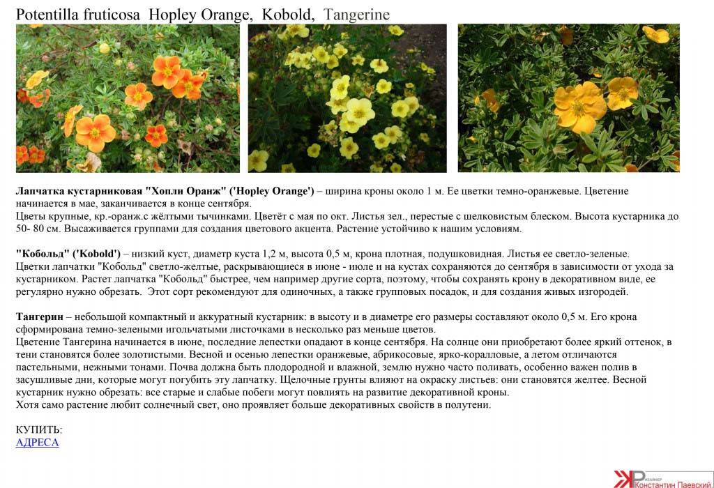 Лапчатка кустарниковая: выращивание и уход в открытом грунте, фото, сорта, размножение, посадка и сочетание в ландшафтном дизайне