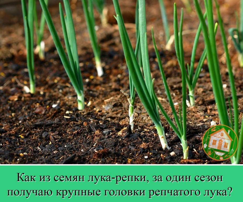 Лук севок: уход и посадка в открытом грунте, агротехника выращивания из семян, как сажать правильно и вырастить крупный лук из севка