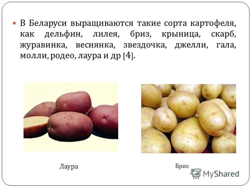 Картофель бриз: описание сорта, фото :: syl.ru