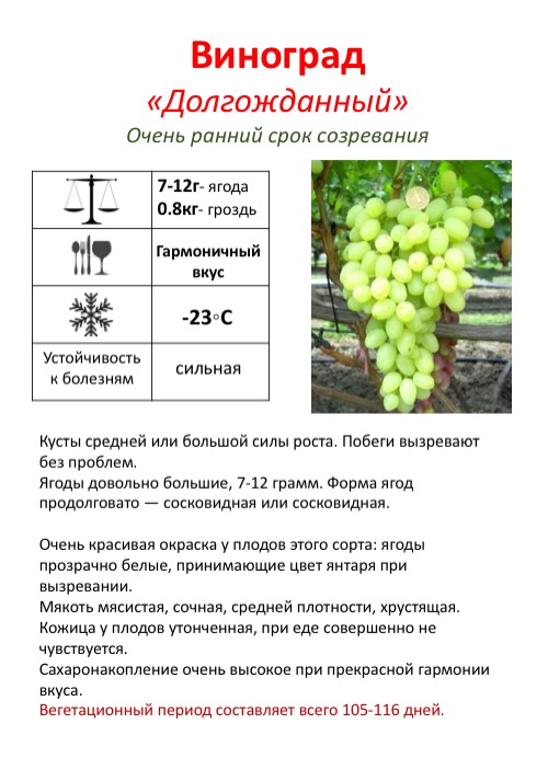 Виноград долгожданный: описание сорта, фото, отзывы