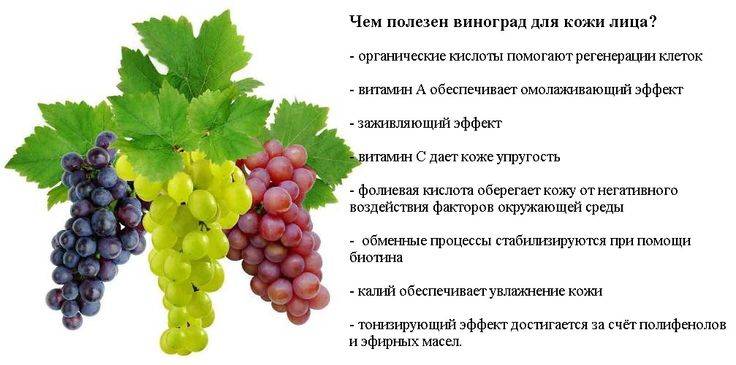 Какого витамина больше всего в винограде. Чем полезен виноград. Виноград польза. Чем полезен виноград для организма. Что полезного в винограде.