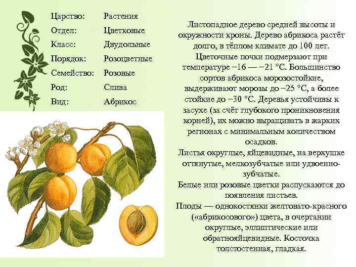 По каким причинам абрикос часто сбрасывает зеленые плоды и методы борьбы с опаданием
