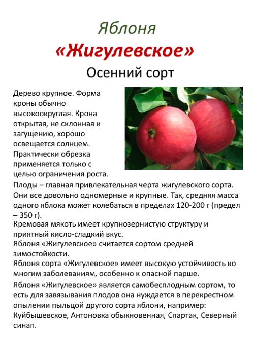 О яблоне ауксис: описание сорта, характеристики, агротехника, выращивание