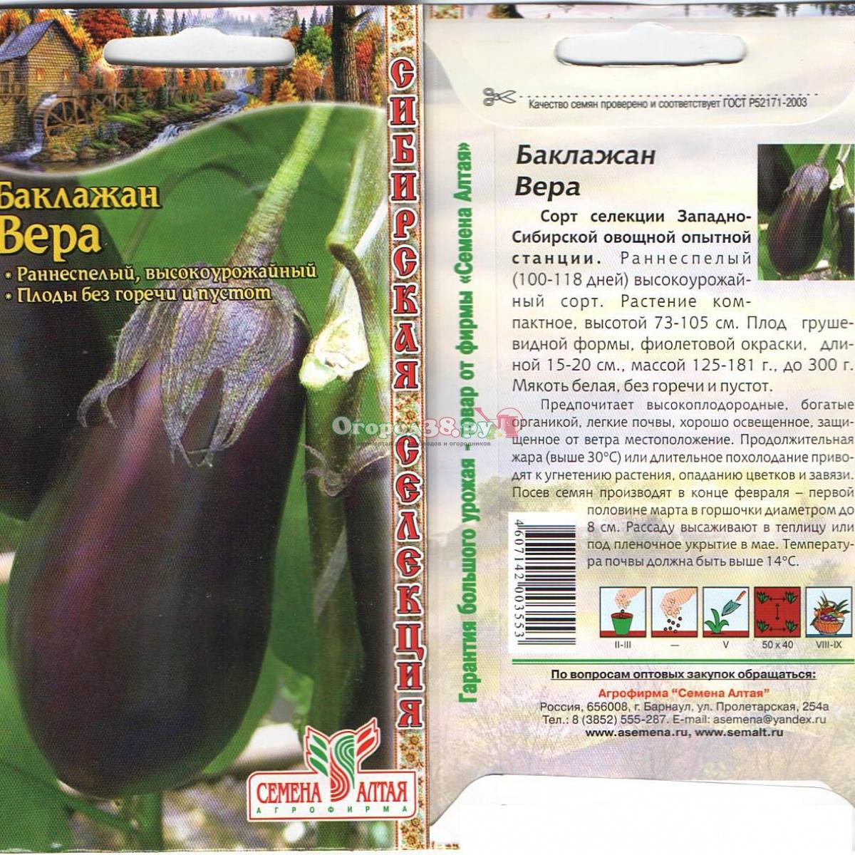 Баклажан вера - универсальный сорт для выращивания в условиях открытого грунта и в теплицах