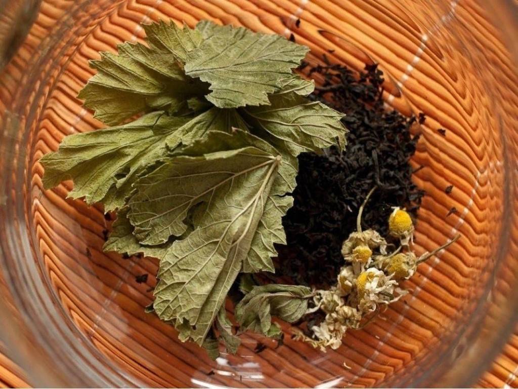 Польза и вред листьев черной смородины - состав, свойства, применение в лечебных целях, противопоказания