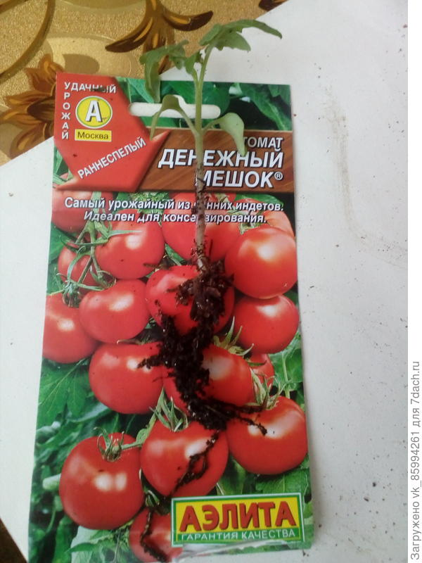 Денежный мешок: описание сорта томата, характеристики помидоров, посев