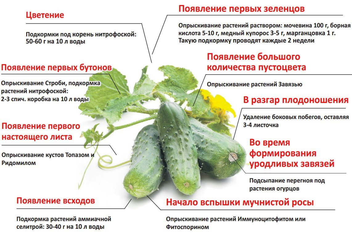 Подкормка огурцов крапивой: как приготовить удобрение, правила полива