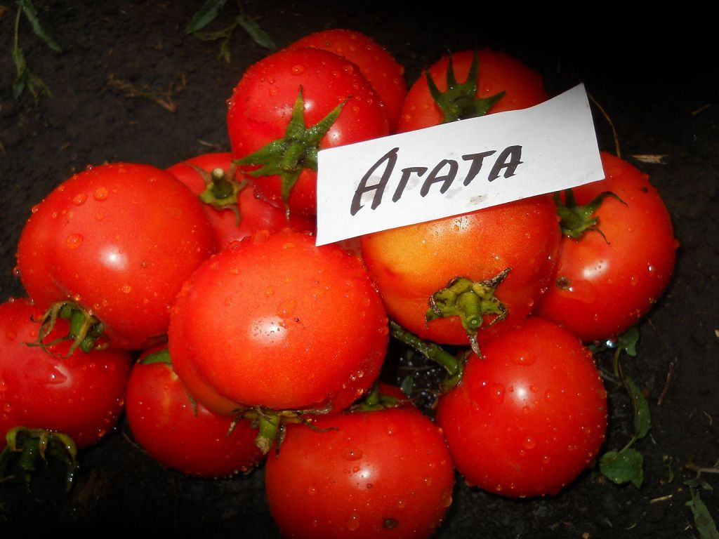 Агата: описание сорта томата, характеристики помидоров, выращивание