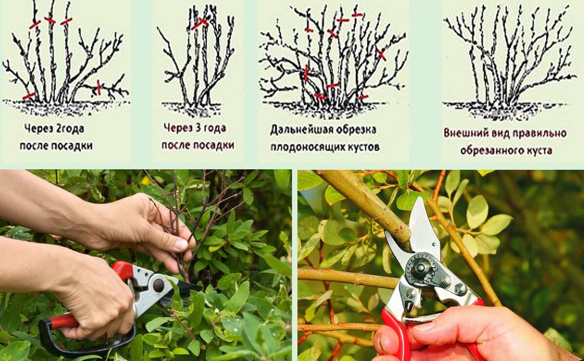 Обрезка красной смородины осенью: пошаговые инструкции и советы садоводов