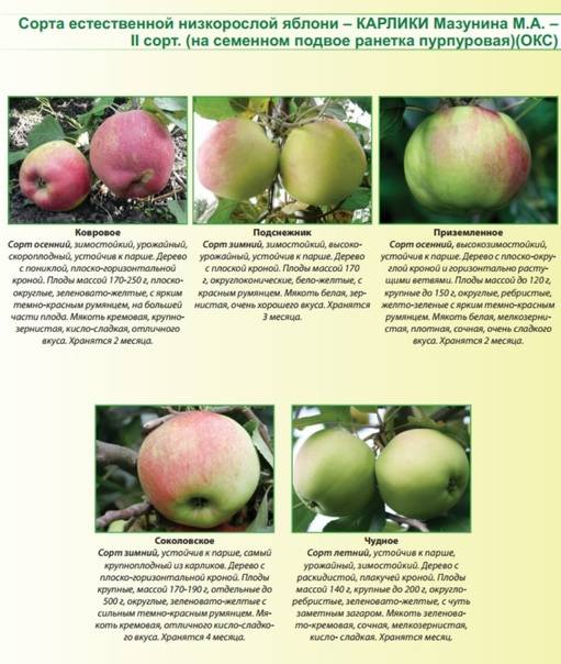 Карликовые яблони: посадка и уход, лучшие сорта, достоинства и недостатки, плодоношение