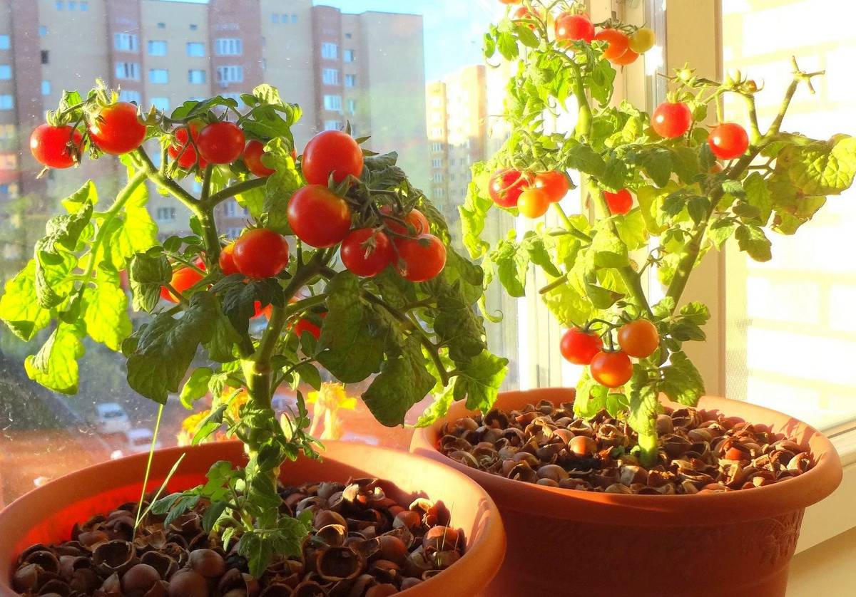 Рассада помидоров в домашних условиях — посев, выращивание и уход