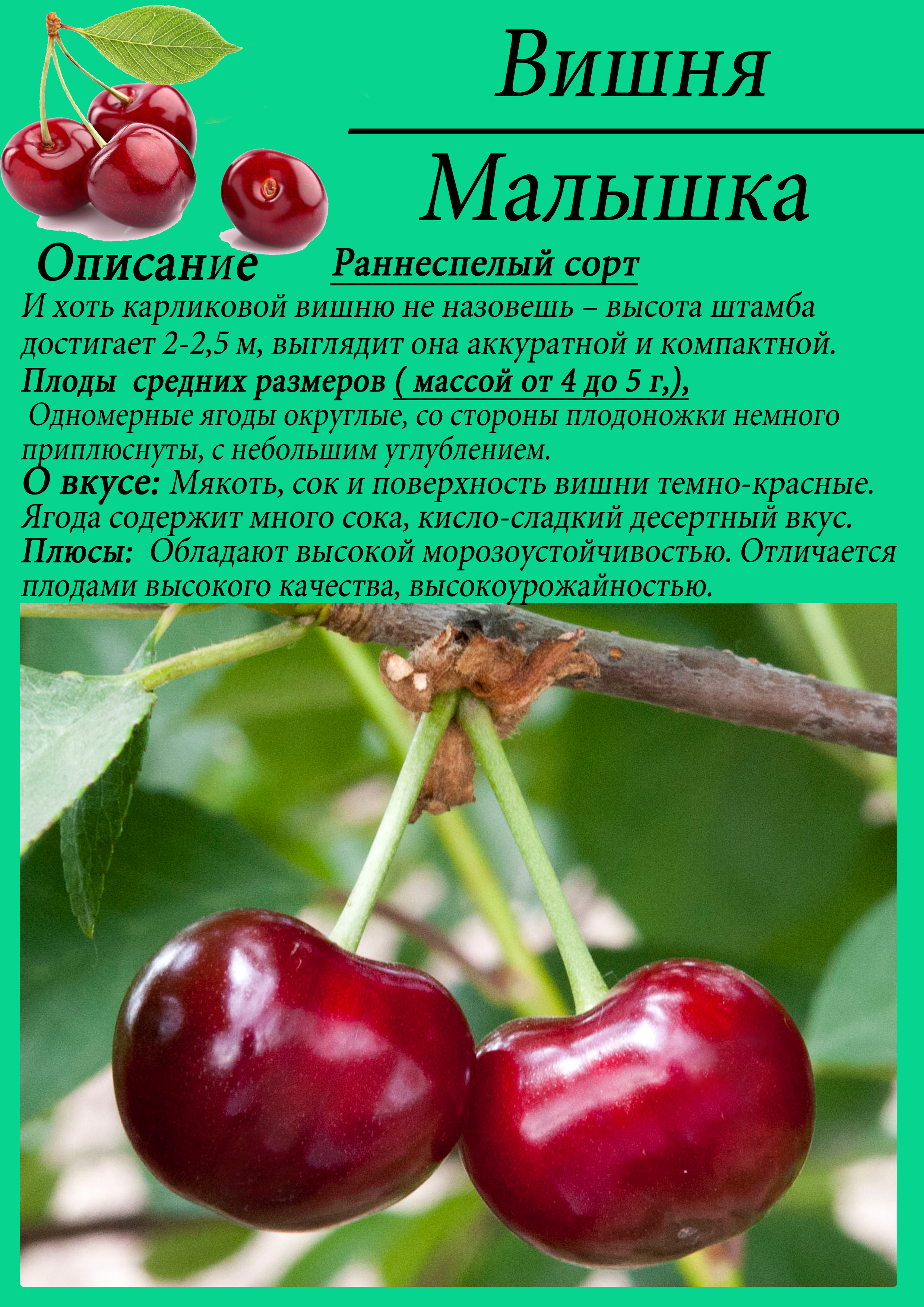 Описание и характеристики вишни сорта ассоль, тонкости выращивания