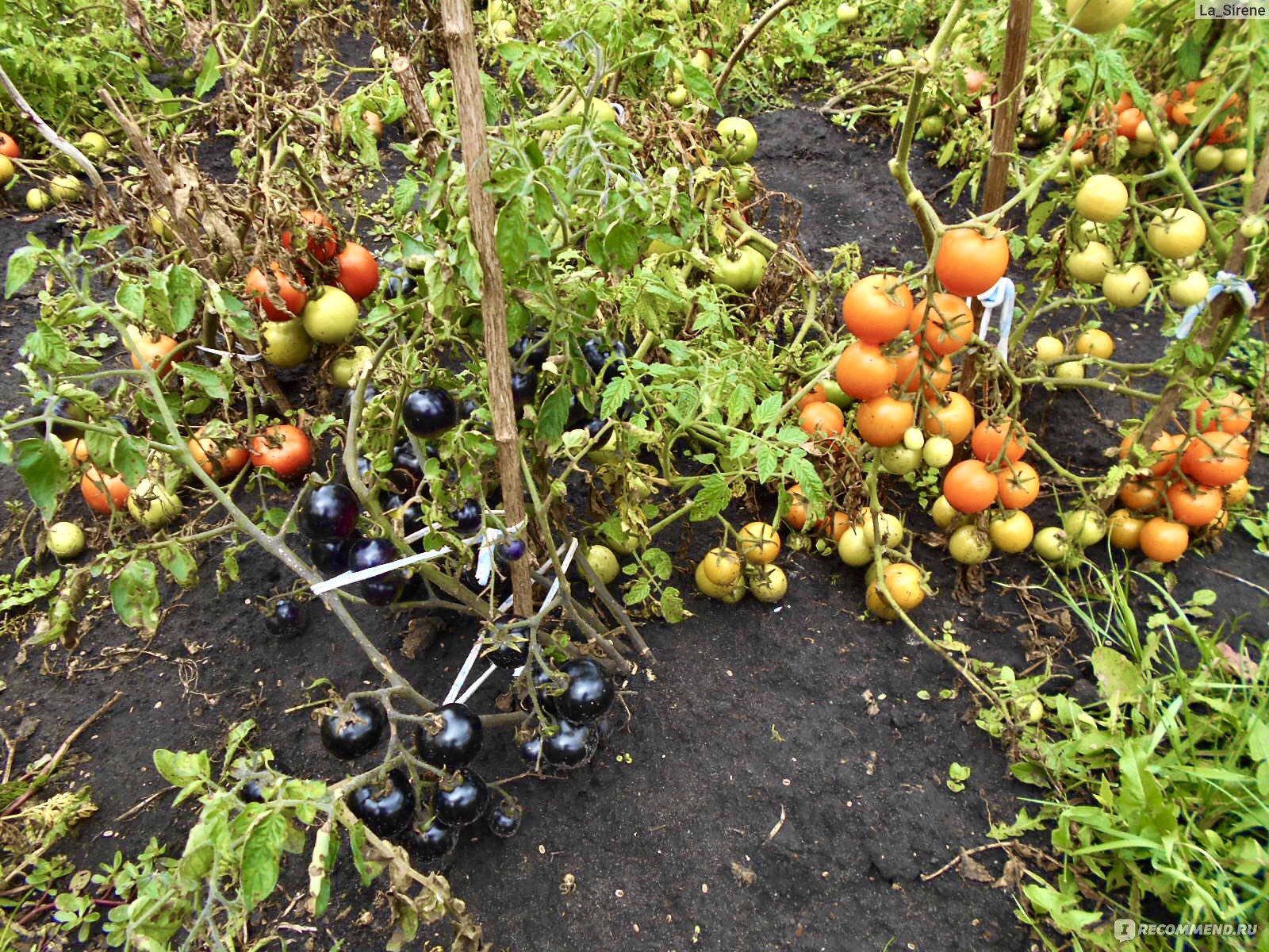 Томат бурая гроздь f1: описание и урожайность сорта, фото, отзыв