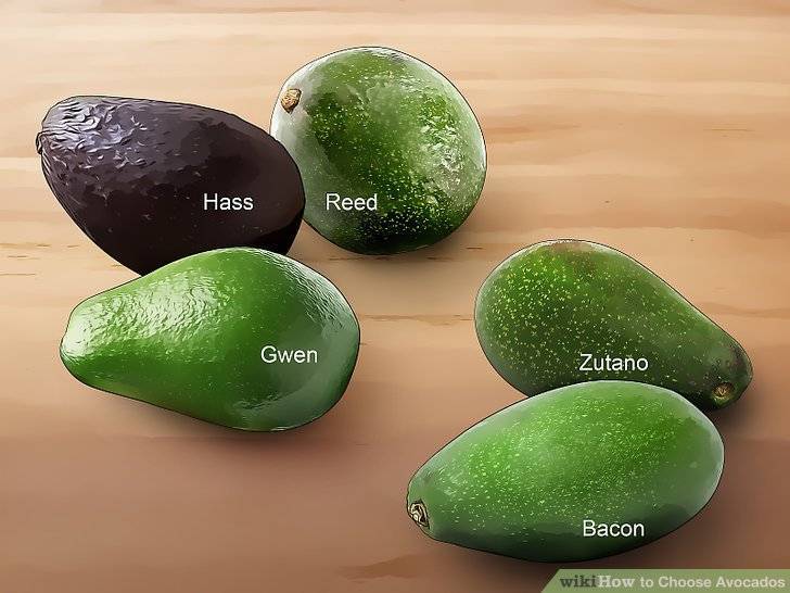 Описание и история селекции сорта авокадо хаас, применение и чем отличается от обычного. виды и сорта. противопоказания к употреблению авокадо