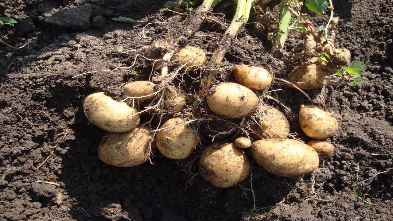 Сорт картофеля «зекура»: характеристика, описание, урожайность, отзывы и фото