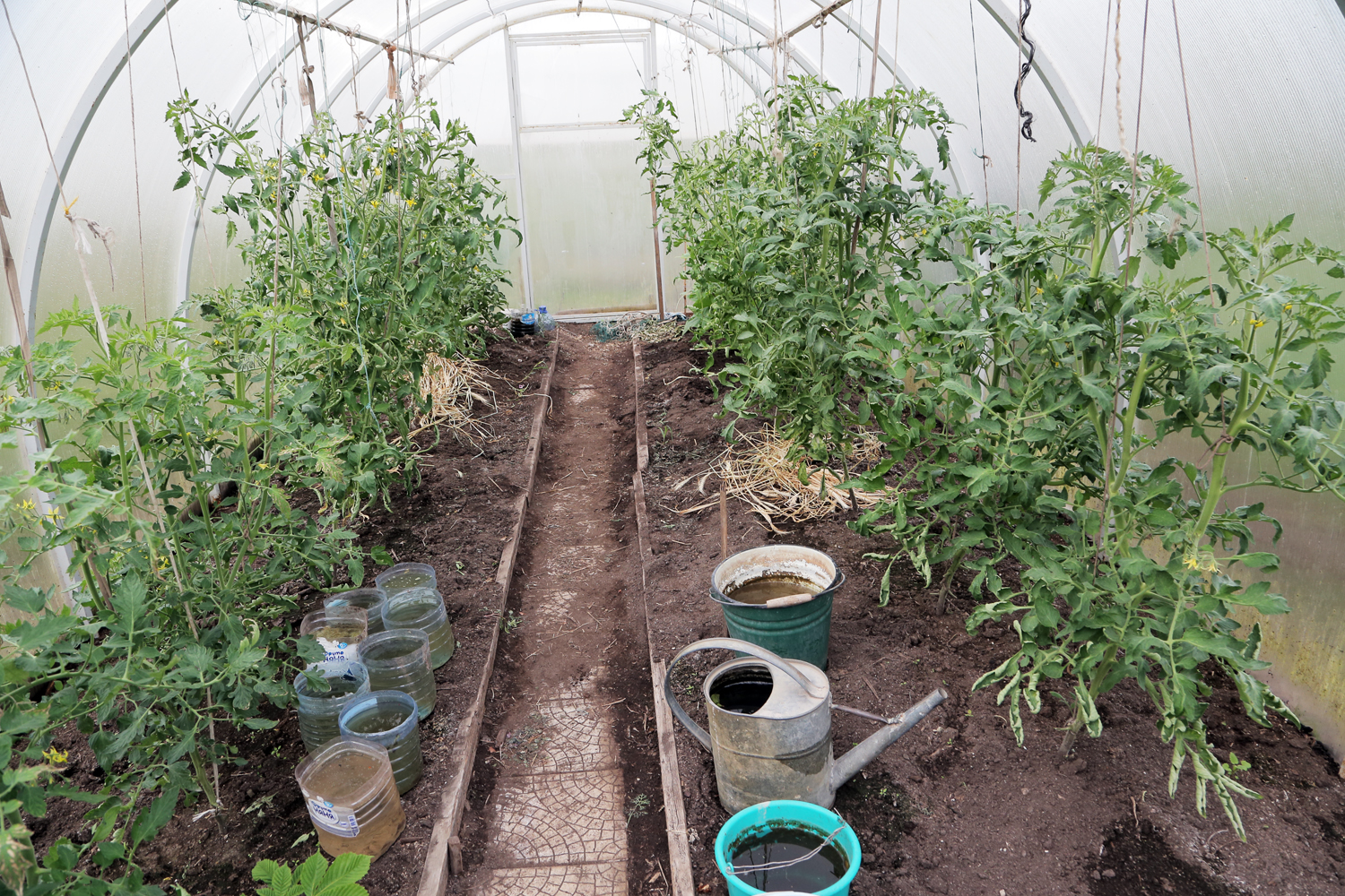 Пошаговая инструкция выращивания помидор рассадой в теплице