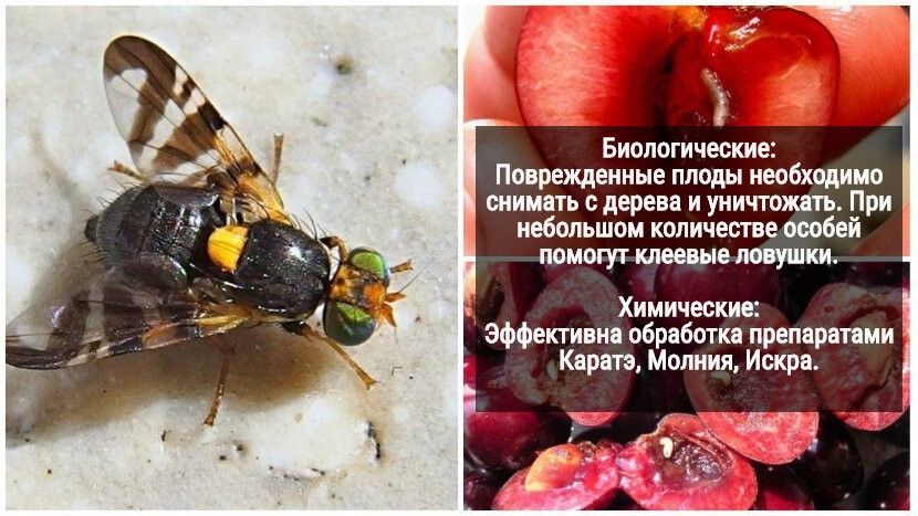 Муха вишневая | справочник пестициды.ru