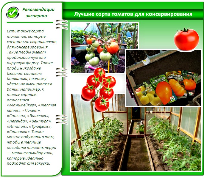 Чили помидоры – характеристика и описание сорта, выращивание с фото