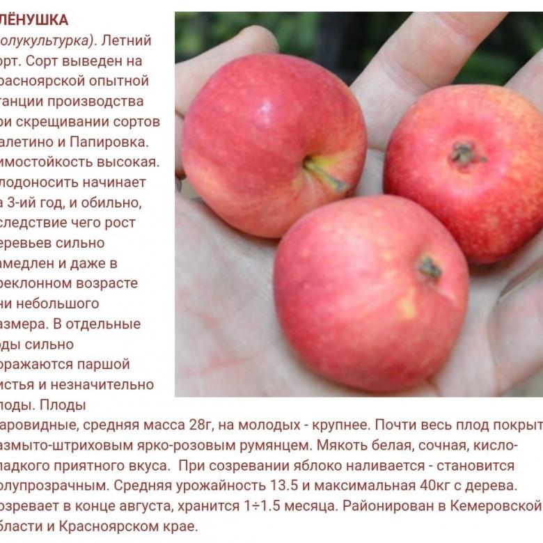 5 причин посадить мини-яблоньки - ранетки