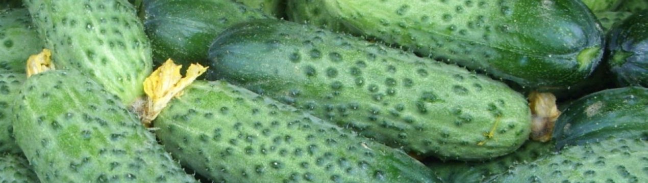 Огурец мамлюк: технология выращивания, описание сорта, фото, отзывы