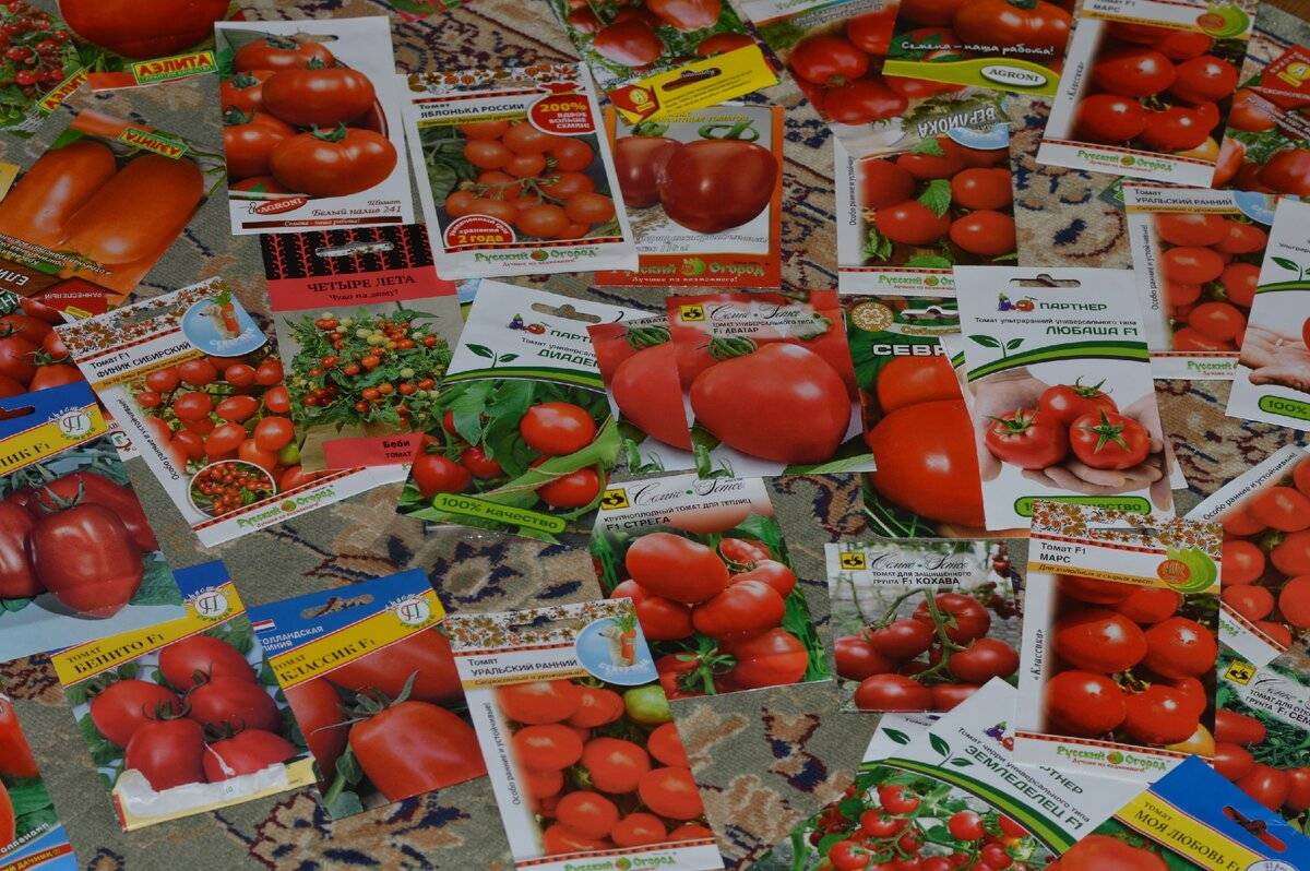 Какие сорта помидор лучше сажать для выращивания в Вологодской области