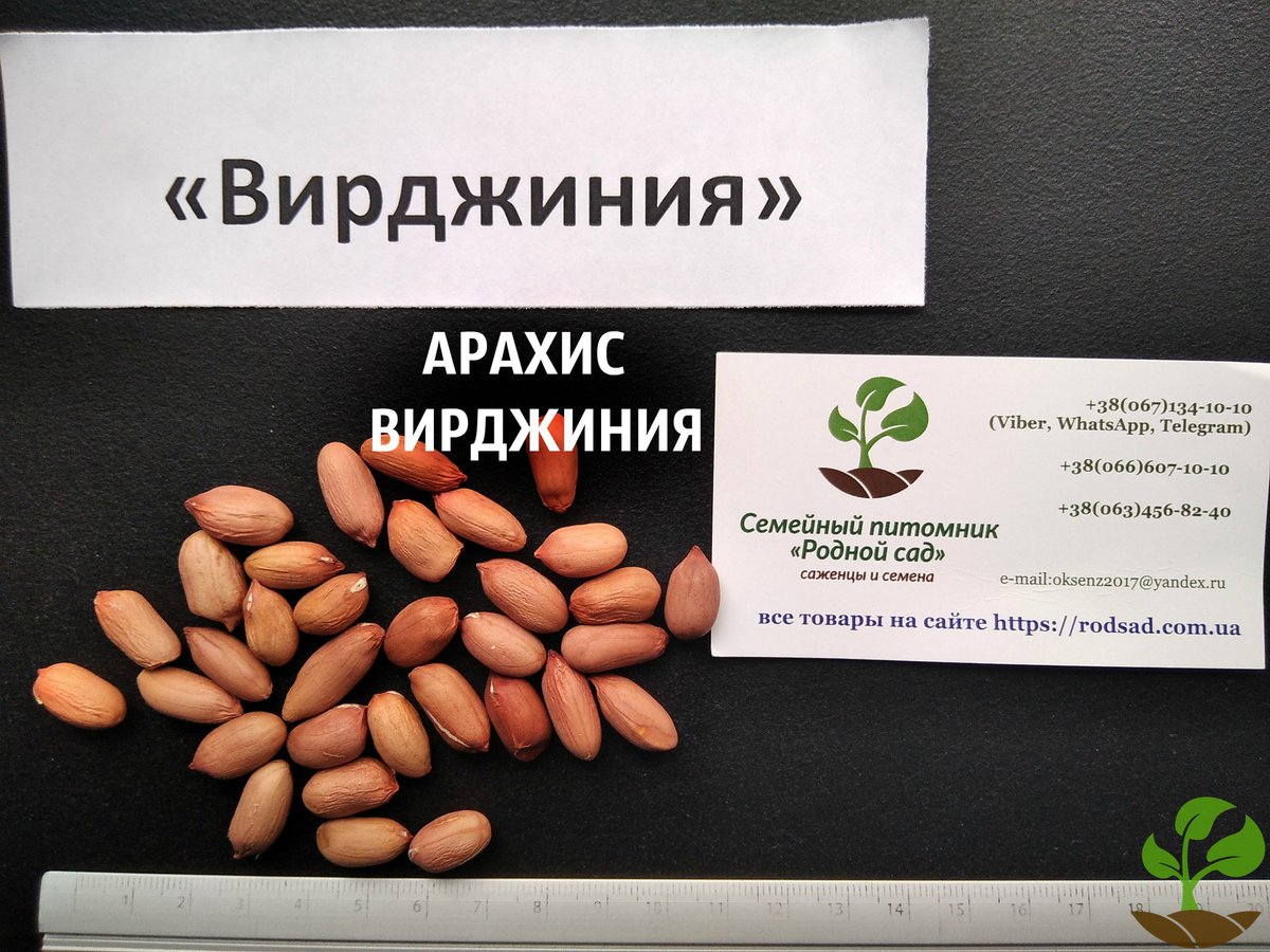 Виды арахиса: описание и характеристики сортов, полезные свойства, выращивание