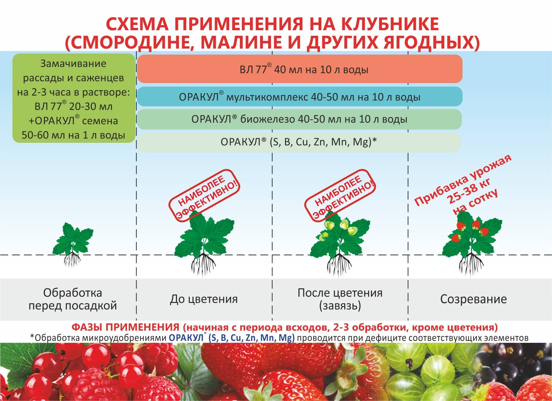 Когда и как рассадить клубнику? выращивание и размножение клубники - sadovnikam.ru