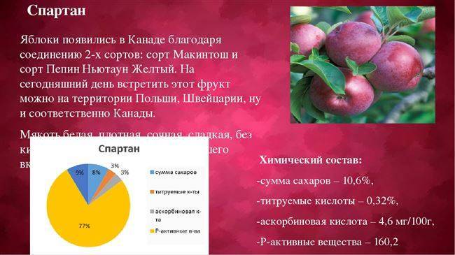 Описание и характеристики сорта яблони Спартан, тонкости выращивания