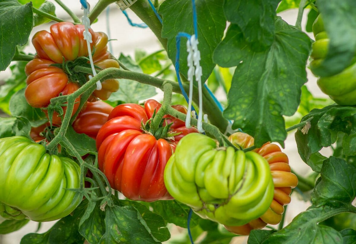 Продуктивный сорт томата — грибное лукошко: описание и особенности его выращивания