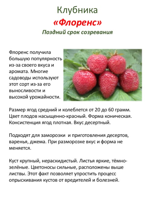 Сорт клубники кама. описание сорта, фото, отзывы 2021 года. рекомендации по уходу, размер плодов, урожайность