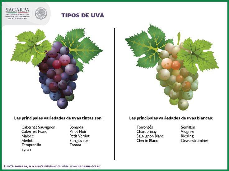 Описание винограда сорта памяти учителя, особенности посадки и ухода