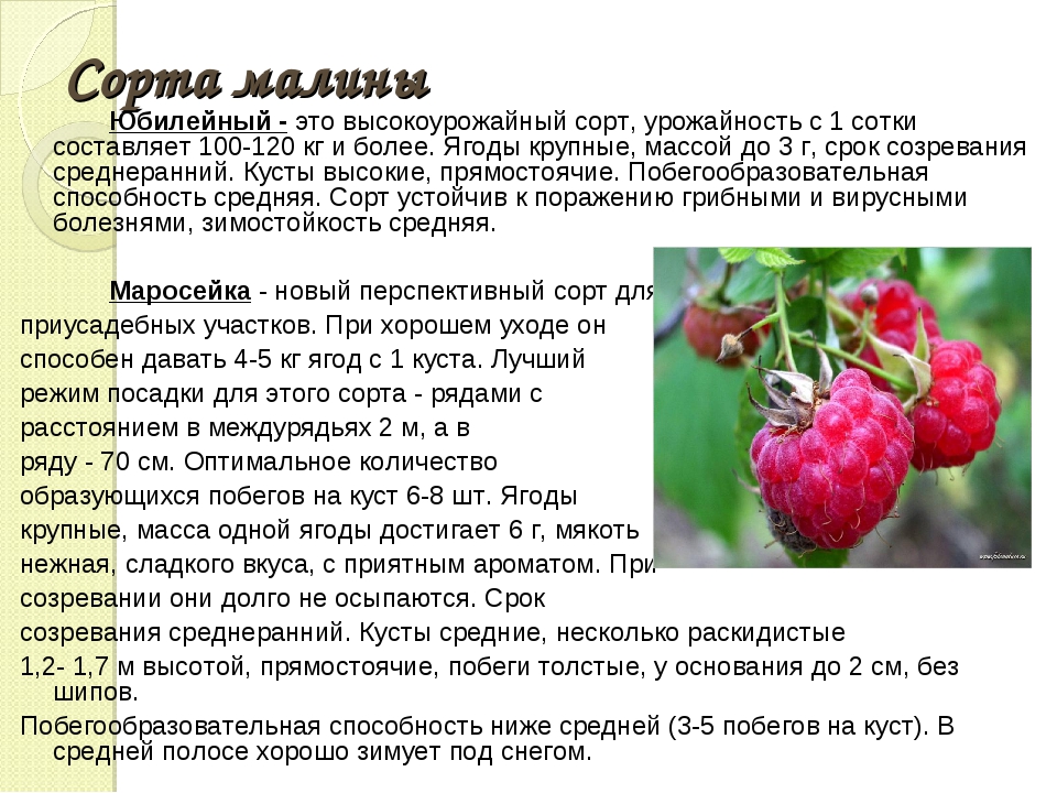 Сорта малины: фото и описание летних и осенних сортов красной малины