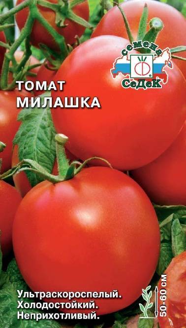 Насладитесь замечательным вкусом в начале лета с томатом ультраскороспелый — описание сорта