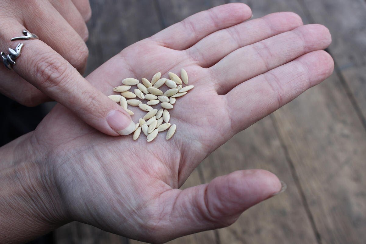 Как правильно собрать семена огурцов в домашних условиях своими руками
