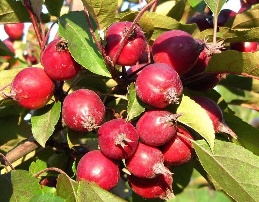 ✅ яблоки-ранетки: сорта, польза и посадка фруктовых деревьев - сад62.рф