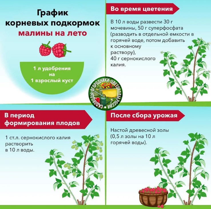 Чем подкормить вишню весной в 2022 году для хорошего урожая: до цветения, во время цветения, народные средства, благоприятные дни, по регионам