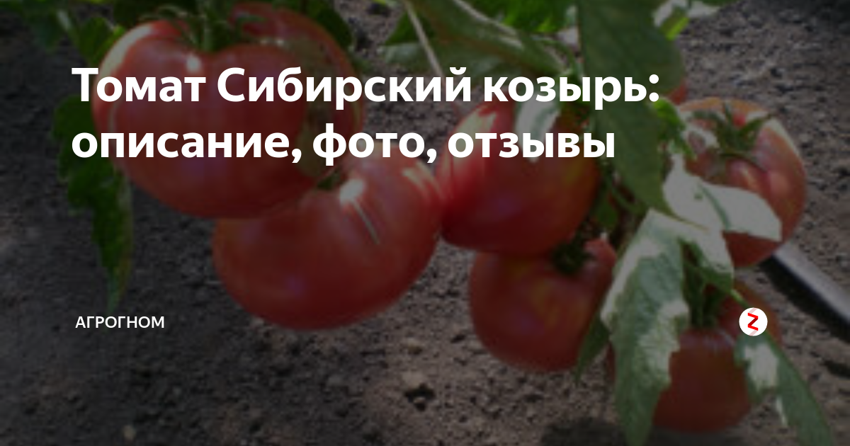Томат сибирский козырь: характеристика и описание сорта, урожайность с фото