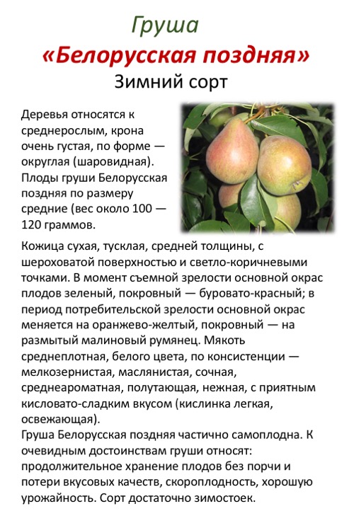 Описание груши сорта Белорусская Поздняя, опылители и тонкости выращивания