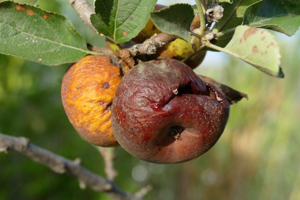 Почему гниют яблоки на дереве: что нужно делать, главные причины и меры борьбы с болезнью и вредителями