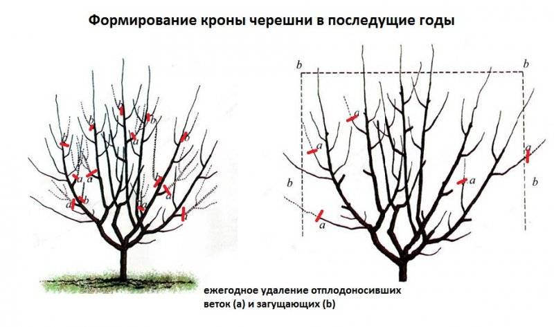 Обрезка вишни: как правильно обрезать, схема формирования кроны старых и молодых деревьев